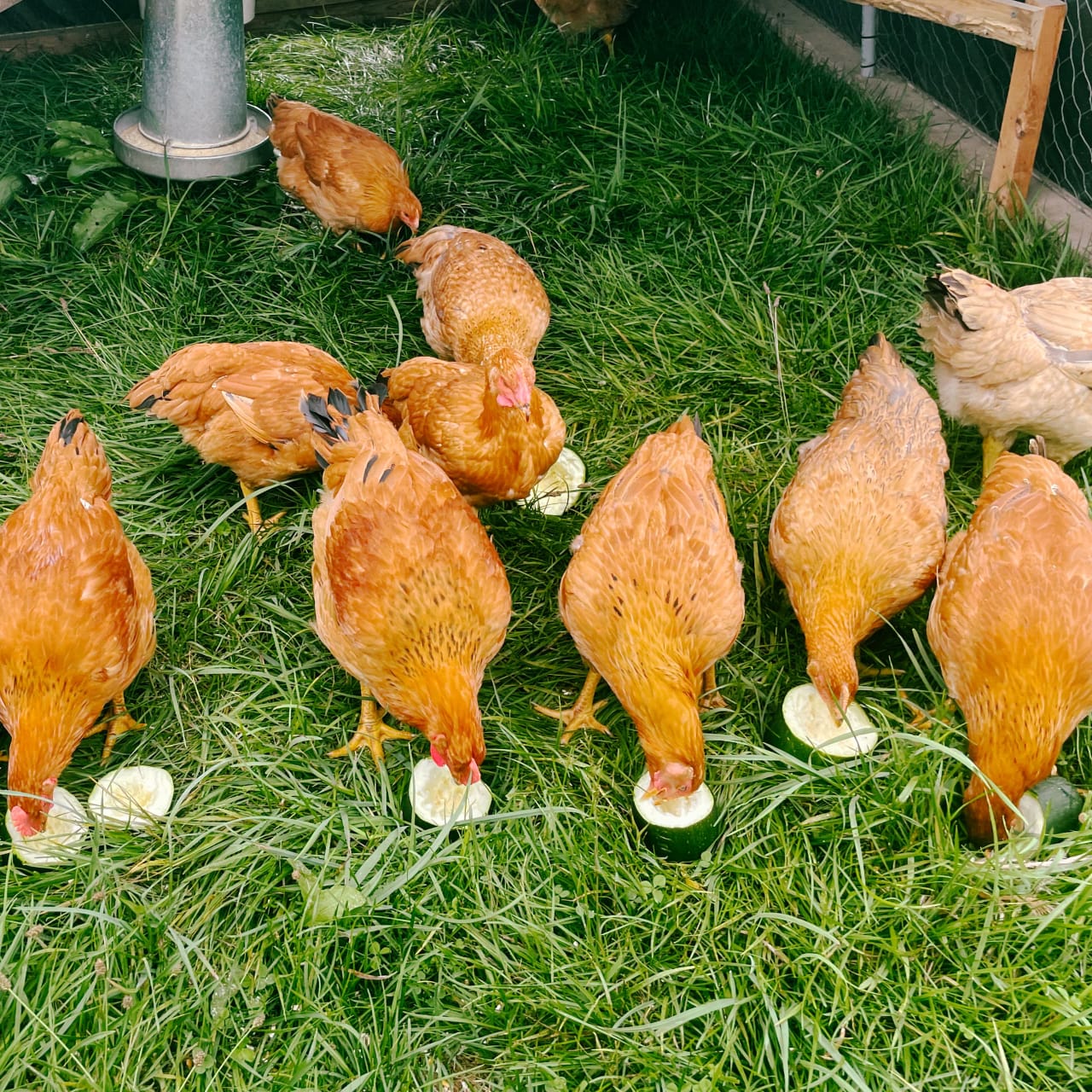 broilers.jpg