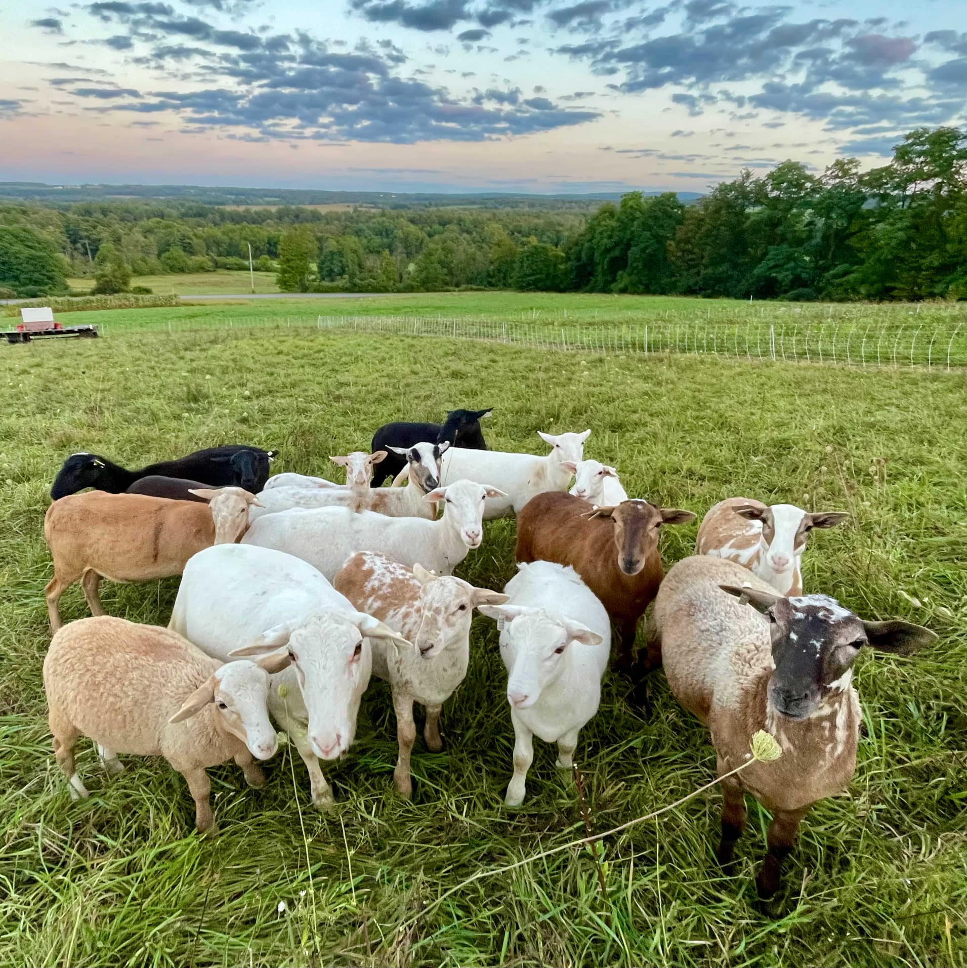 sheep sunset.jpg